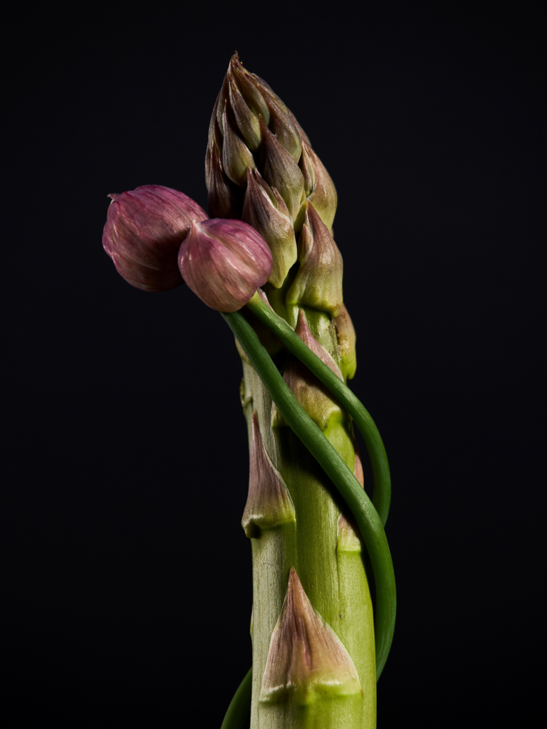 ASPARAGUS